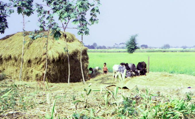 familia trabalha no campo