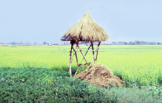 campo agrícola em Chitwan