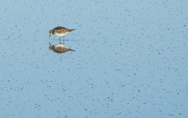 ave no salar de Uyuni