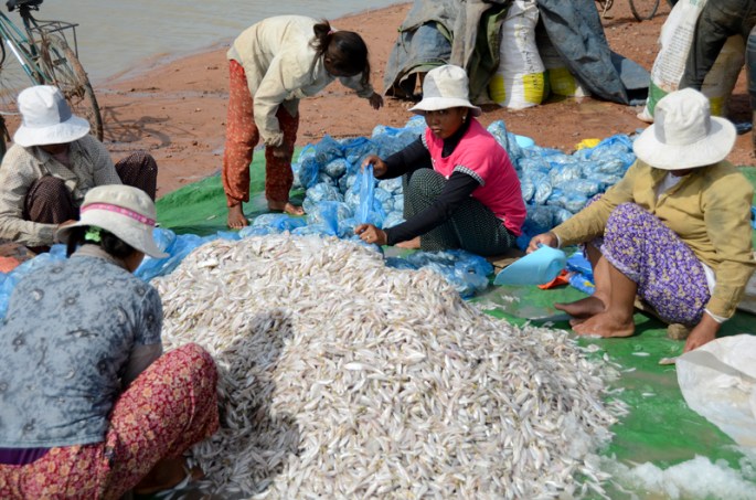 pescado no Tonle Sap