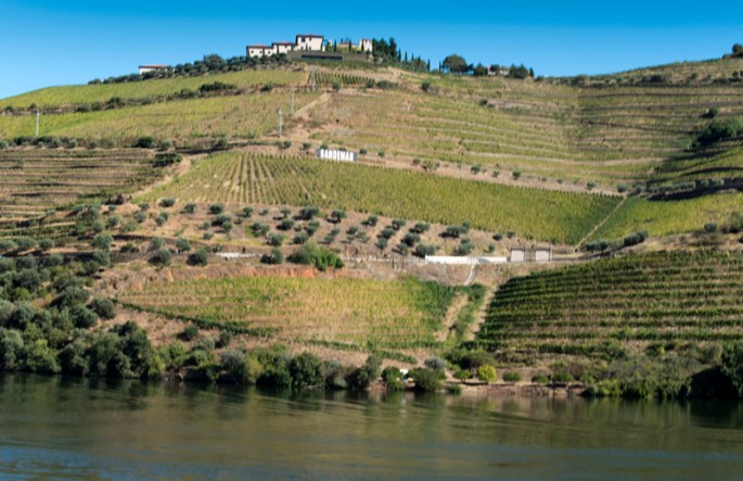 socalcos das vinhas do Douro