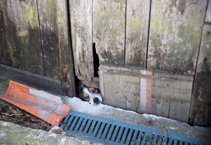 Cão tenta ver as visitas