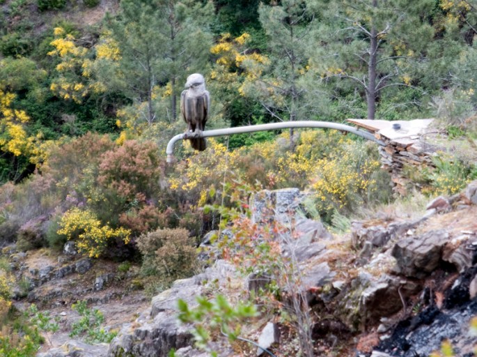 Réplica de um açor