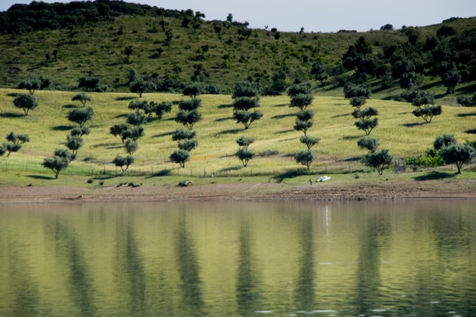 Olival junto da barragem