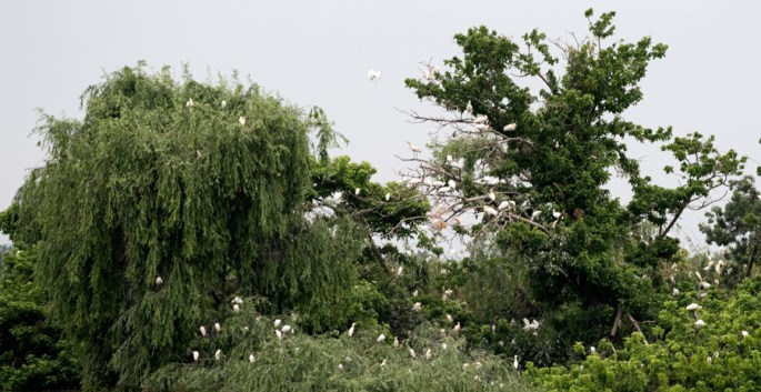 Escaroupim - torreão das garças