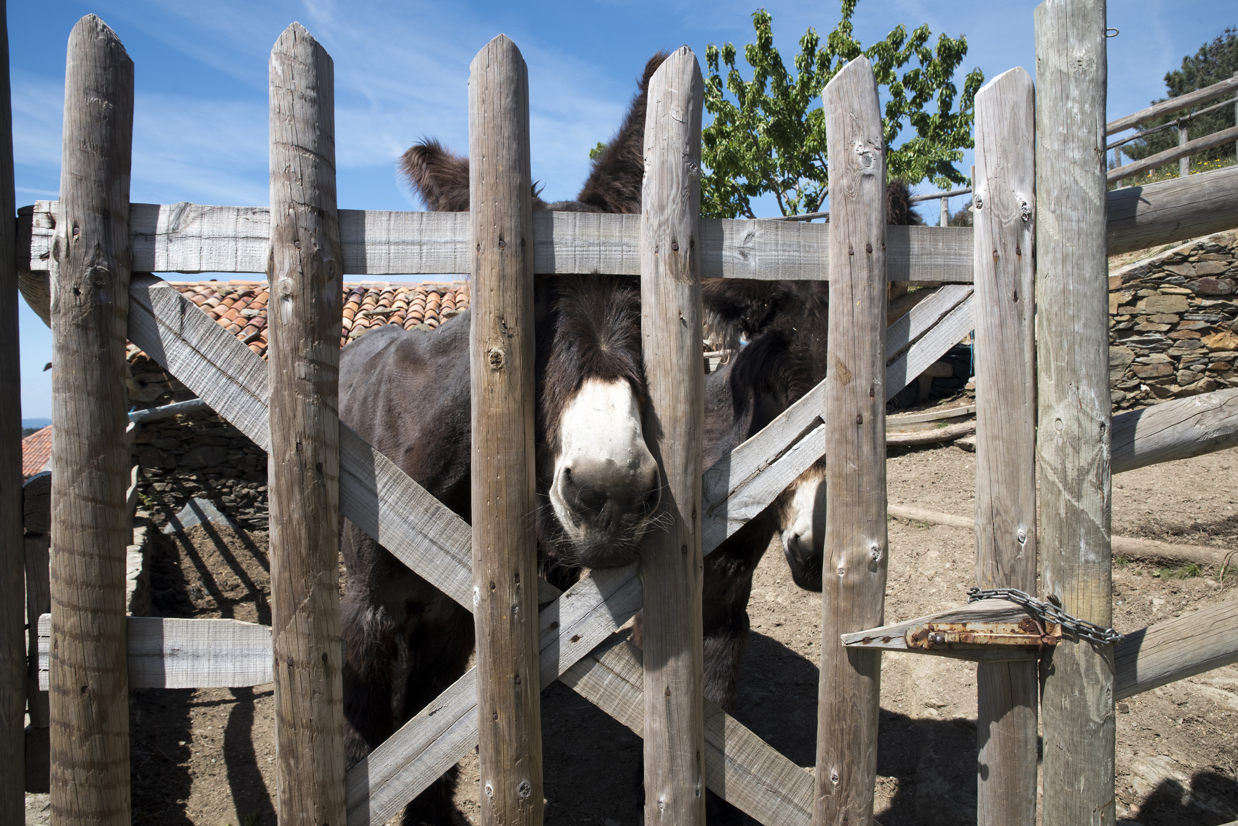 siteG_aigra_nova_asinino