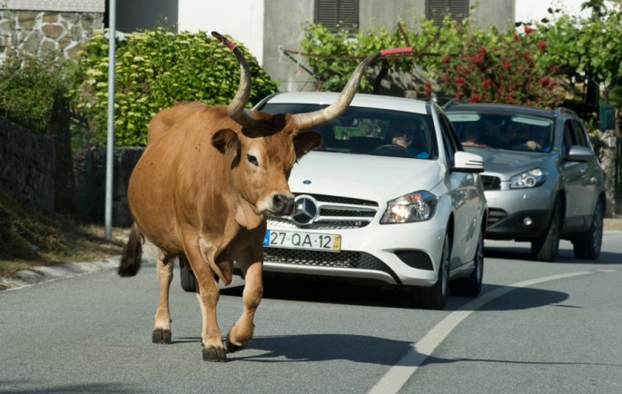 Vaca de raça cachena