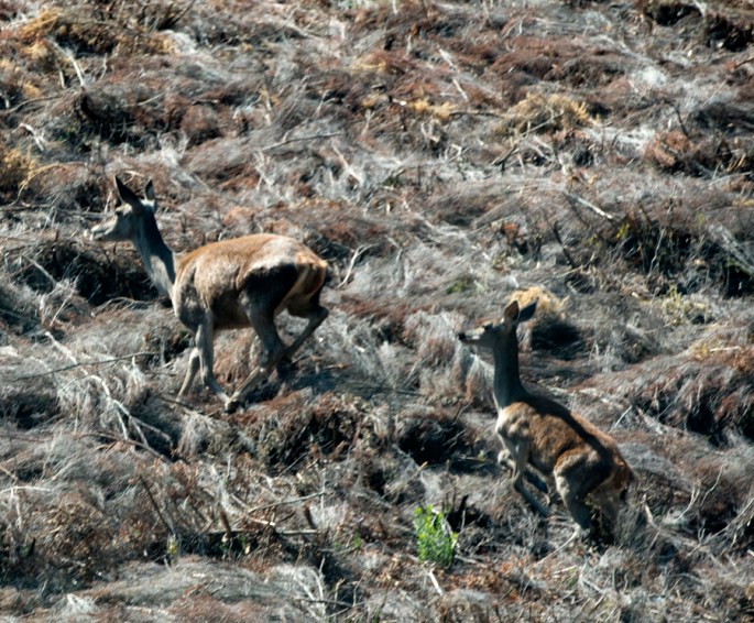 Gamos a subir uma encosta no interior da Tapada
