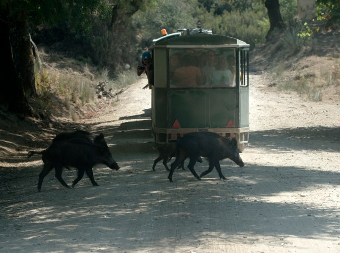 Javalis atravessam caminho depois da passagem do comboio turístico