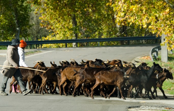 As deslocações com gado são apenas em pequenas distâncias