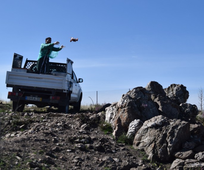 Acção de conservação do britango ©LifeRubis