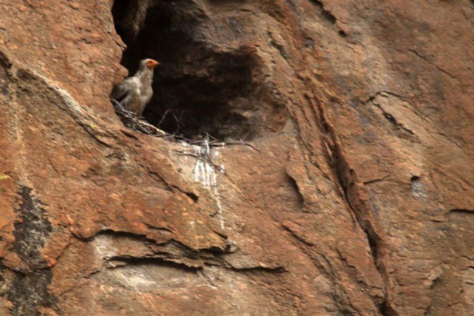 Britango ©LifeRupis