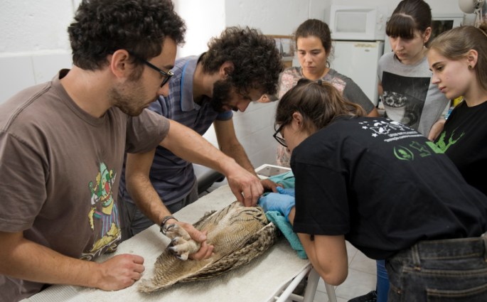 Primeira avaliação do bufo-real