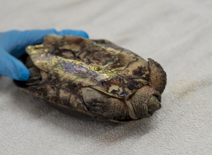 O cágado também está pronto a regressar ao seu meio ambiente