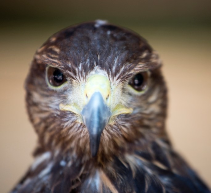 A visão das aves de rapina é determinante para a sua sobrevivência