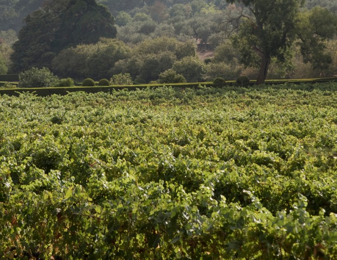 Vinha no interior da zona murada