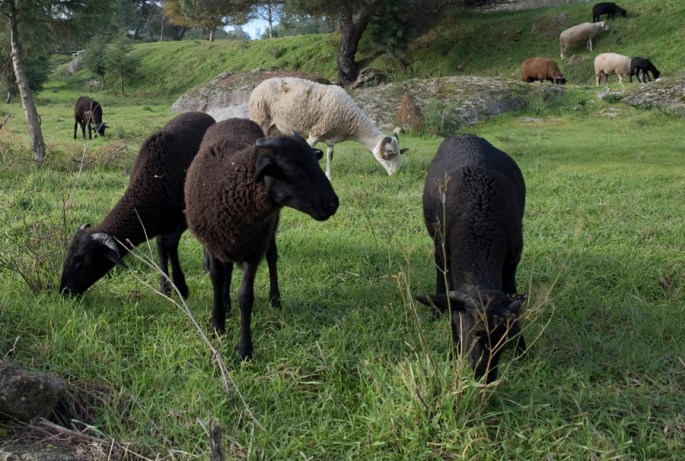 Animais a pastar em zonas verdes