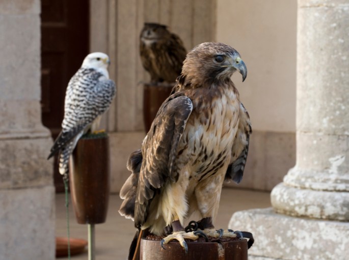 Aves de rapina no Palácio Nacional de Mafra