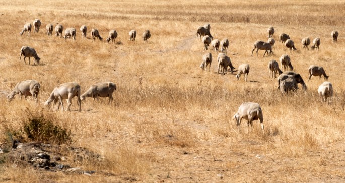 Animais a pastar em terrenos secos