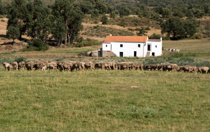 Rebanho numa quinta próximo dos Três Povos