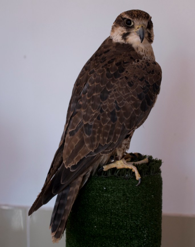 Uma das aves que se pode ver