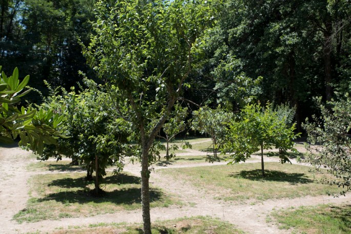 Várias espécies no pomar