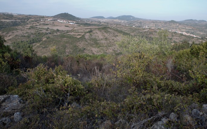 Paisagem no caminho de acesso a partir de Almorquim