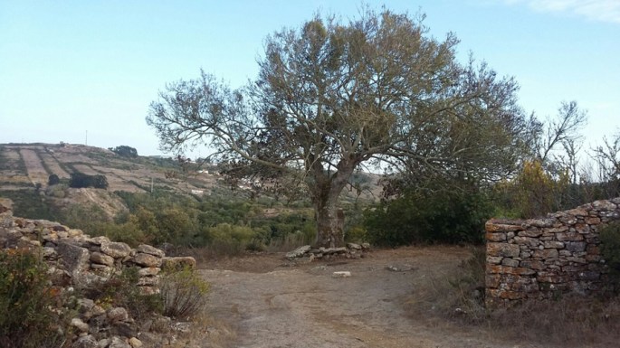 O freixo com os bancos de pedra