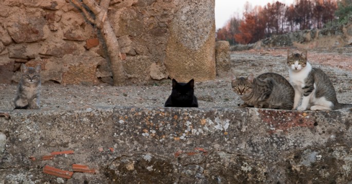 Nunca mais se calam para chegar a comida!