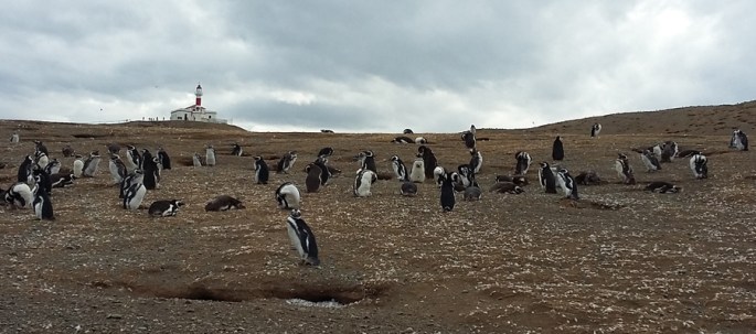 Pinguis e muita penungem marcam a encosta até ao farol