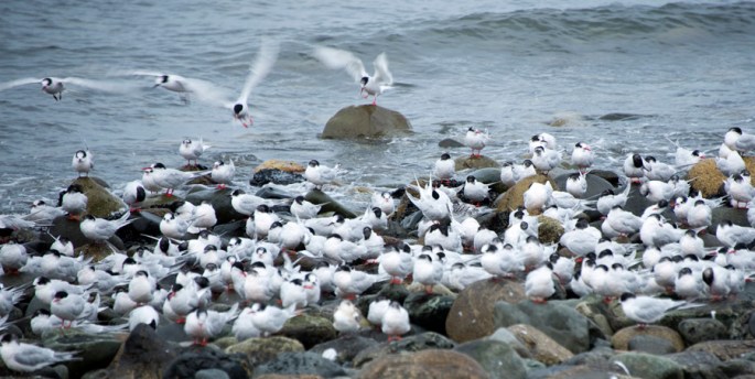 Gaivotas muito grandes junto ao mar