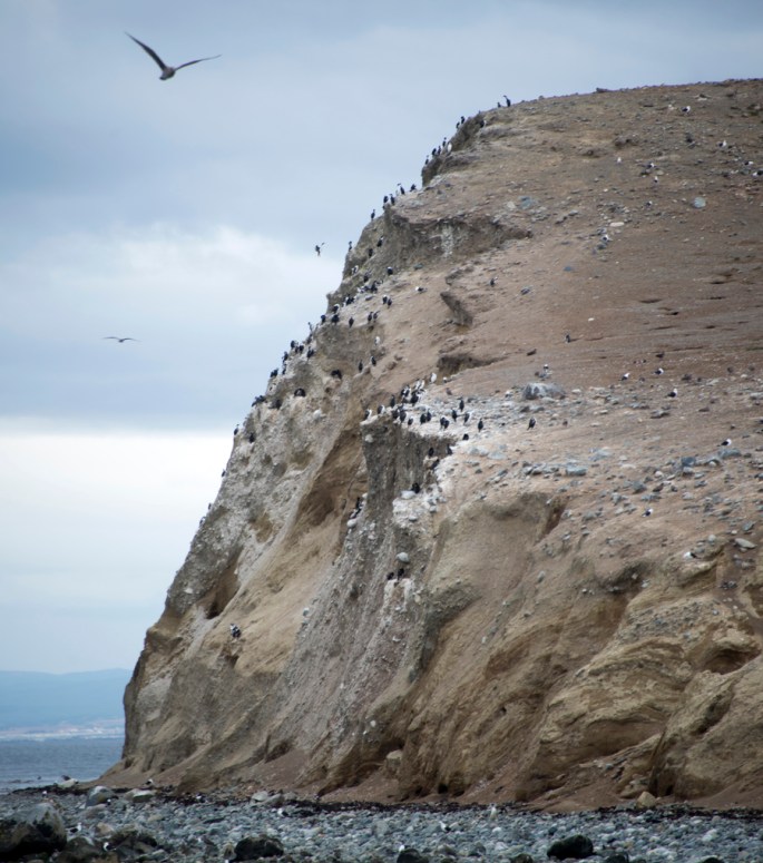 Gaivotas e corvos de água na ravina