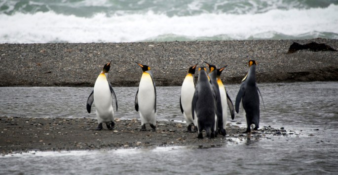 Alguns passam muito tempo na água