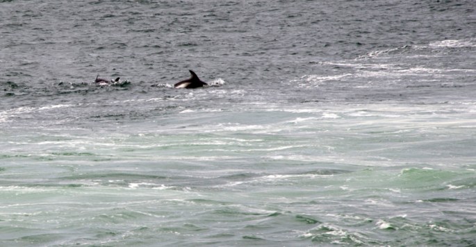 Golfinho no estreito de Magalhães