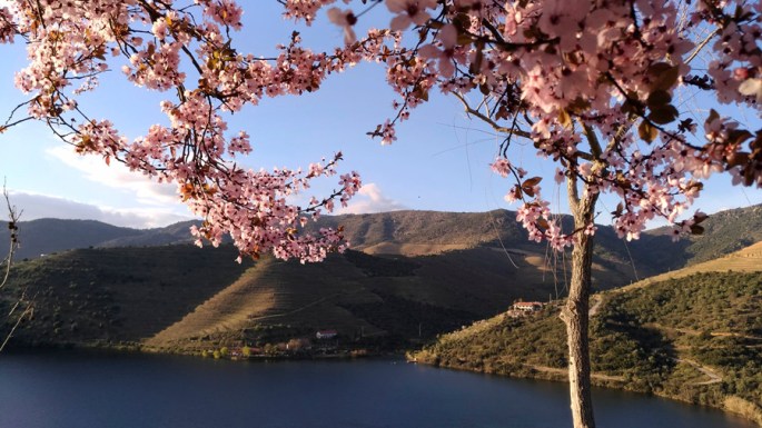 Amendoeira em flor ©Joana Filipa Teixeira Oliveira