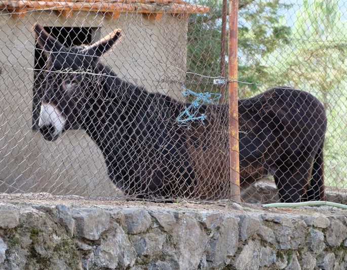 Tratar dos animais é uma experiência possível