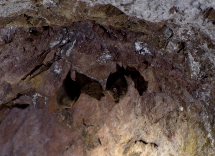 Colónia de morcegos