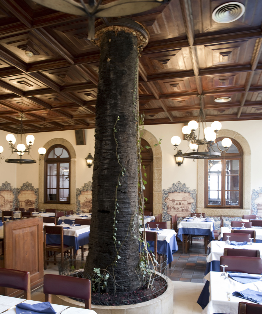 Palmeira antiga que está no interior de uma das salas