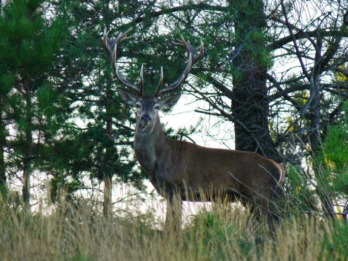 Um veado na encosta da serra ©Jorge Nunes