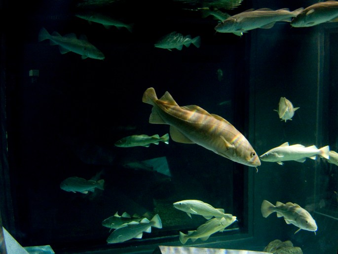 Vista geral do aquário dos bacalhaus