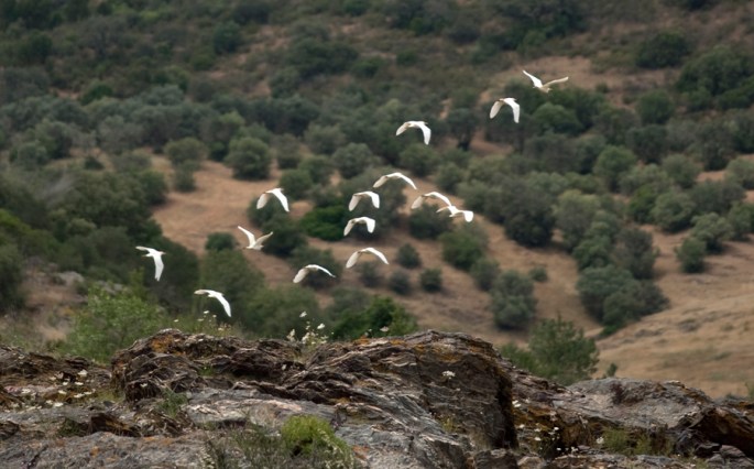 Aves junto às cataratas