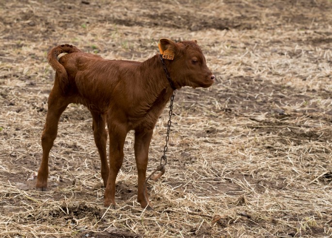 Na Fajã há alguma pecuária