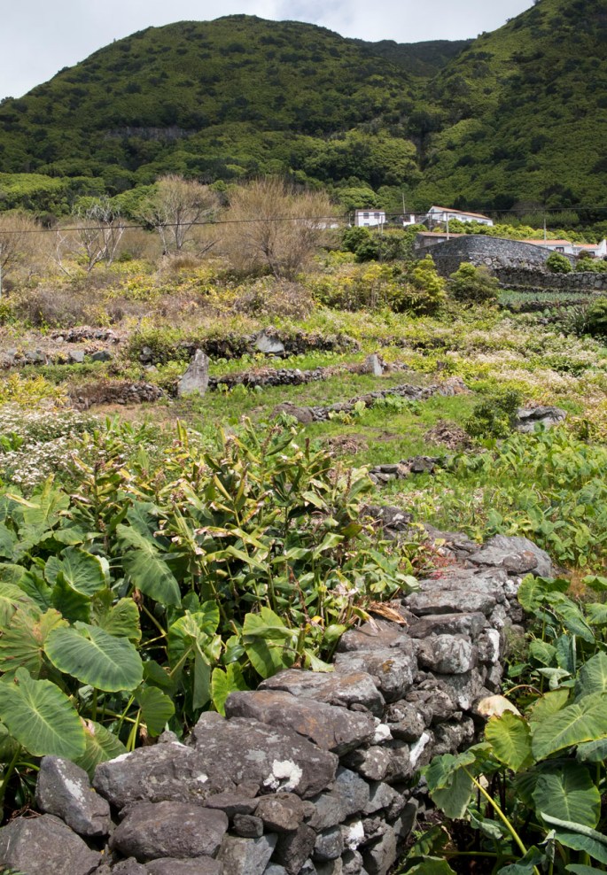 Plantação de inhame