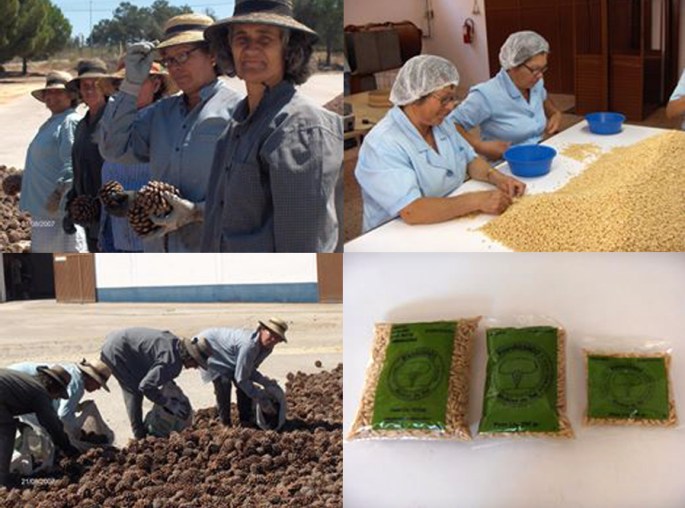 O processo da apanha e da produção do pinhão