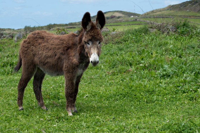 Um dos burros na quinta próximo do Atlântico