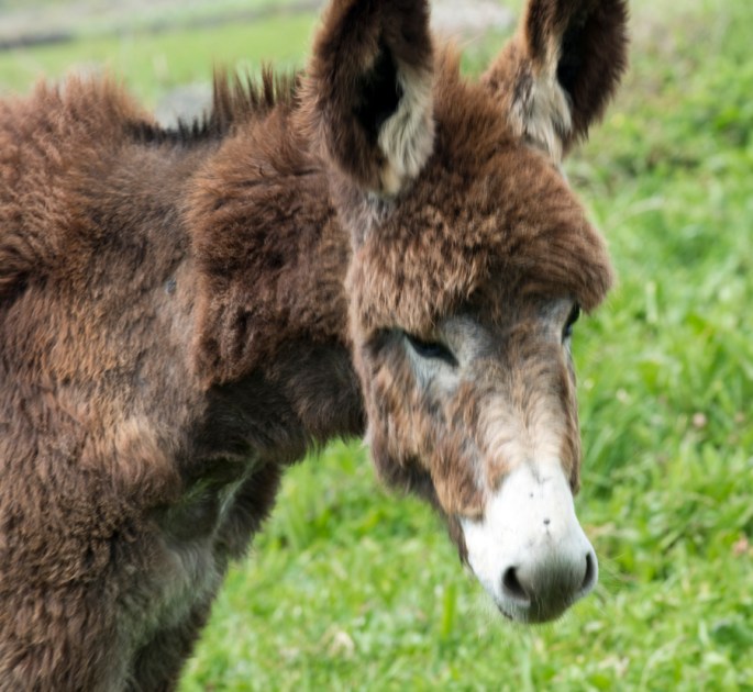 site_burros_graciosa_7688