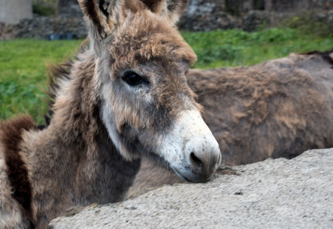São muito sociáveis