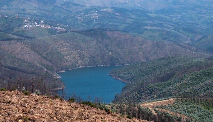 O fogo destruiu quase todas as encostas. O verde está a regressar.