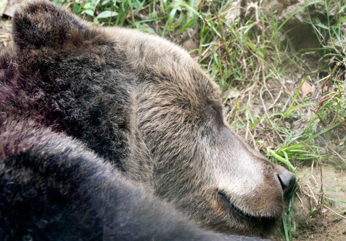 A Berta estava a dormir