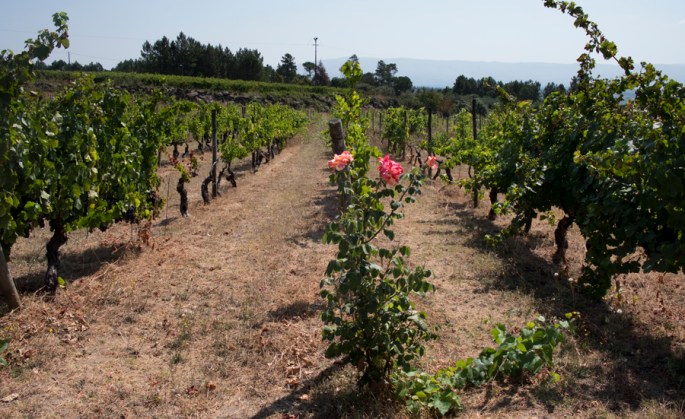 As roseiras deram o alerta do míldio